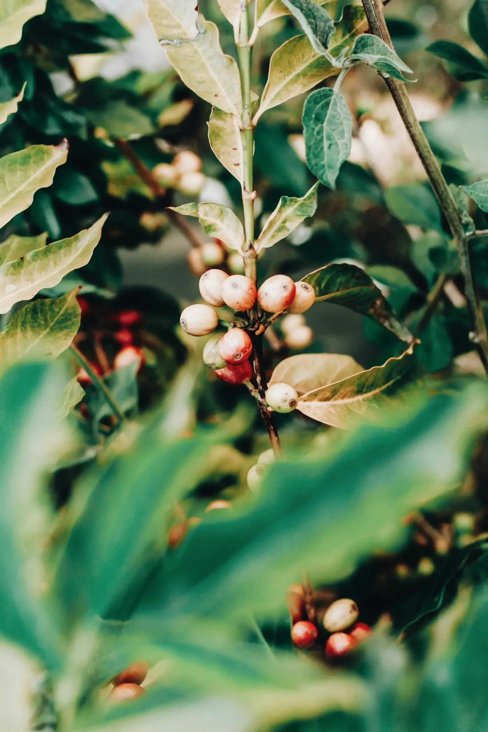 Coffee cherries growing on branch