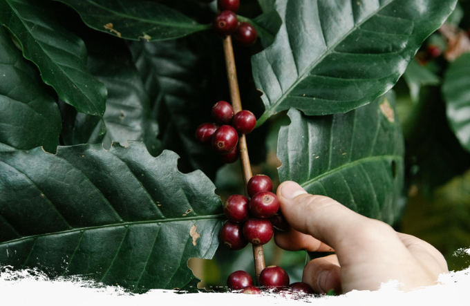 premium coffee beans
