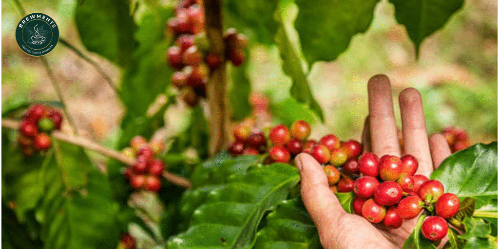 premium coffee beans